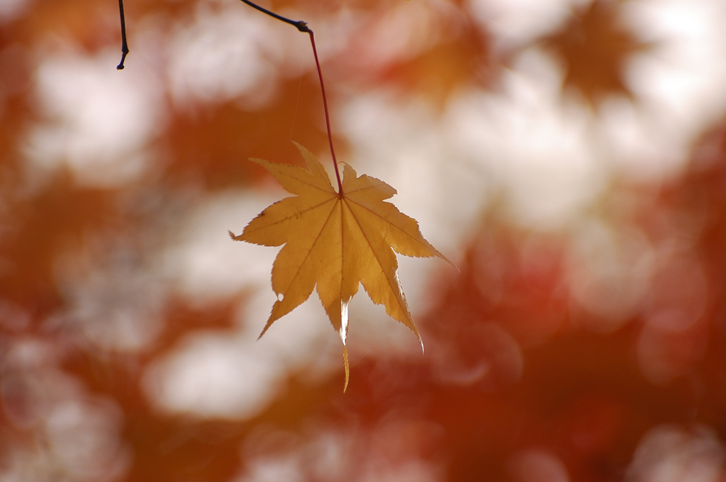 DSC_5666_PH