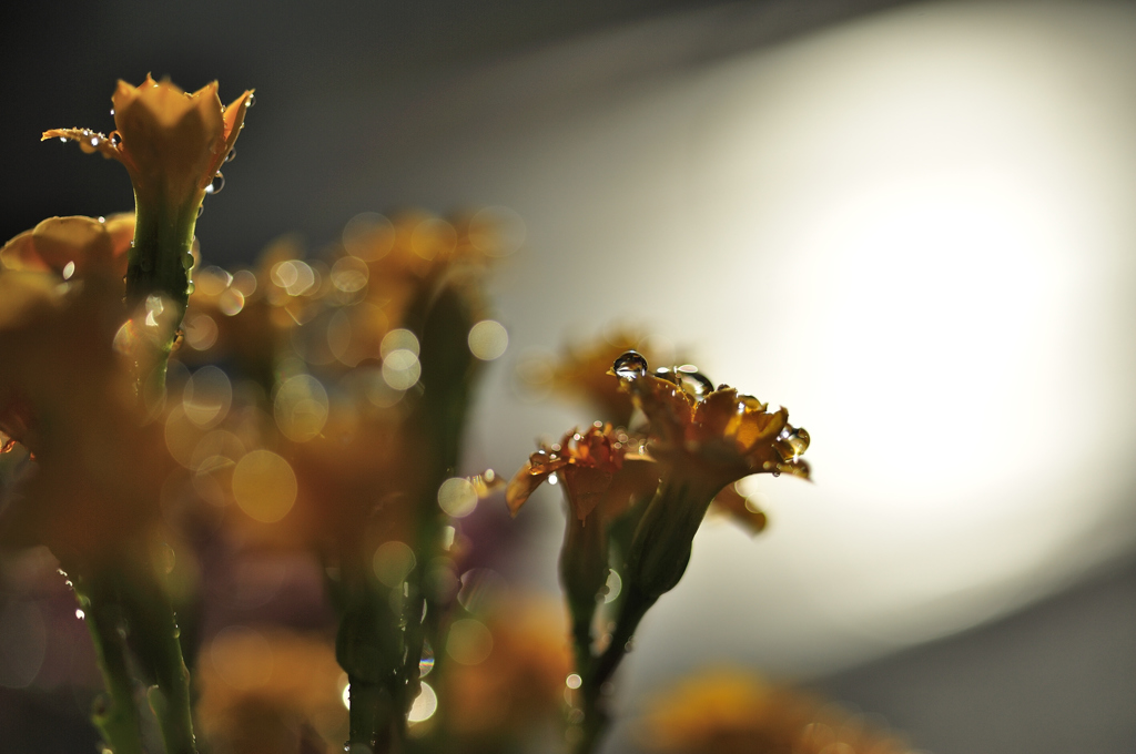 _DSC6667_PH
