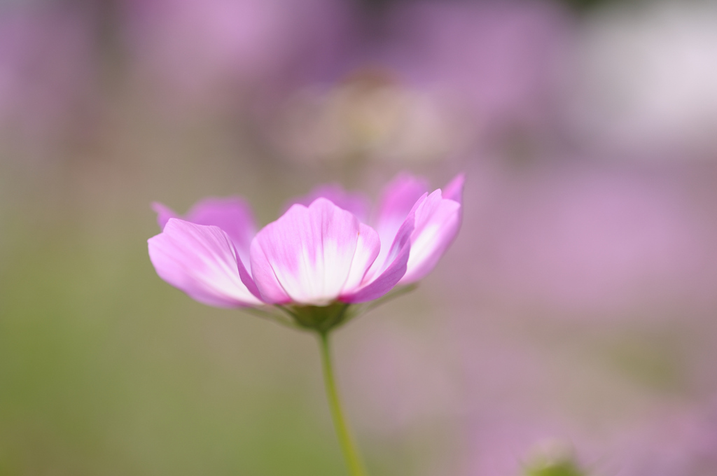 _DSC5012_PH