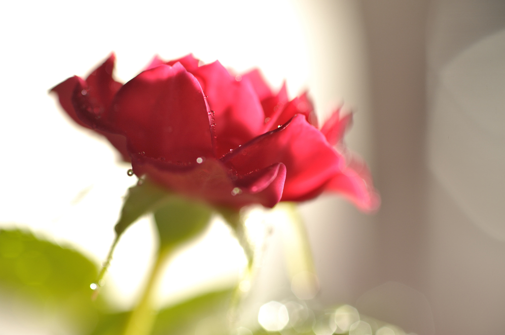 _DSC6731_PH