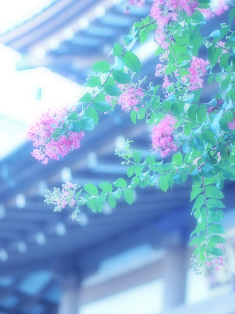 さるすべり