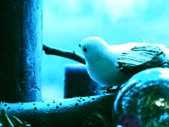窓辺の小鳥