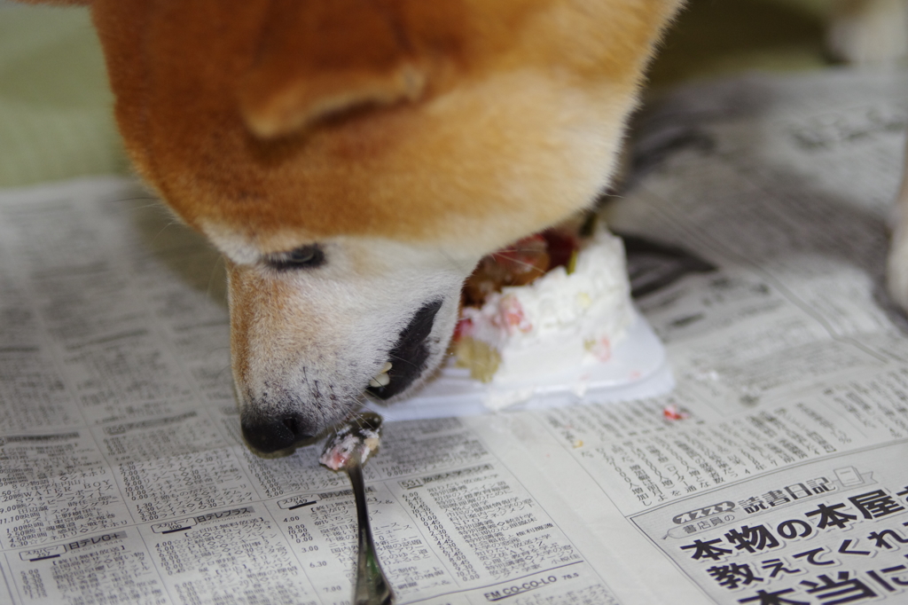 柴犬たいが君９歳誕生日会　９