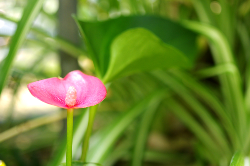 一輪の花