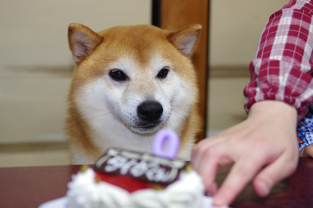 柴犬たいが君９歳誕生日会　３