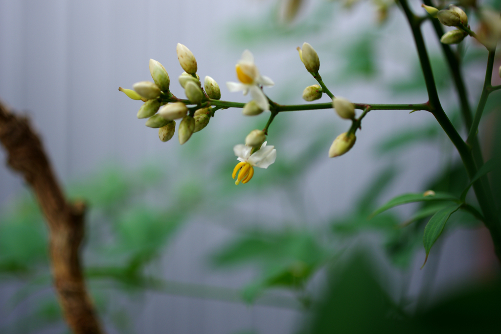 お花