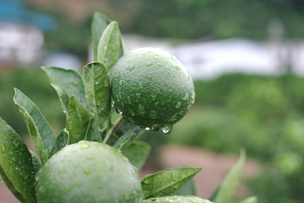 雨水したたるみかんの実