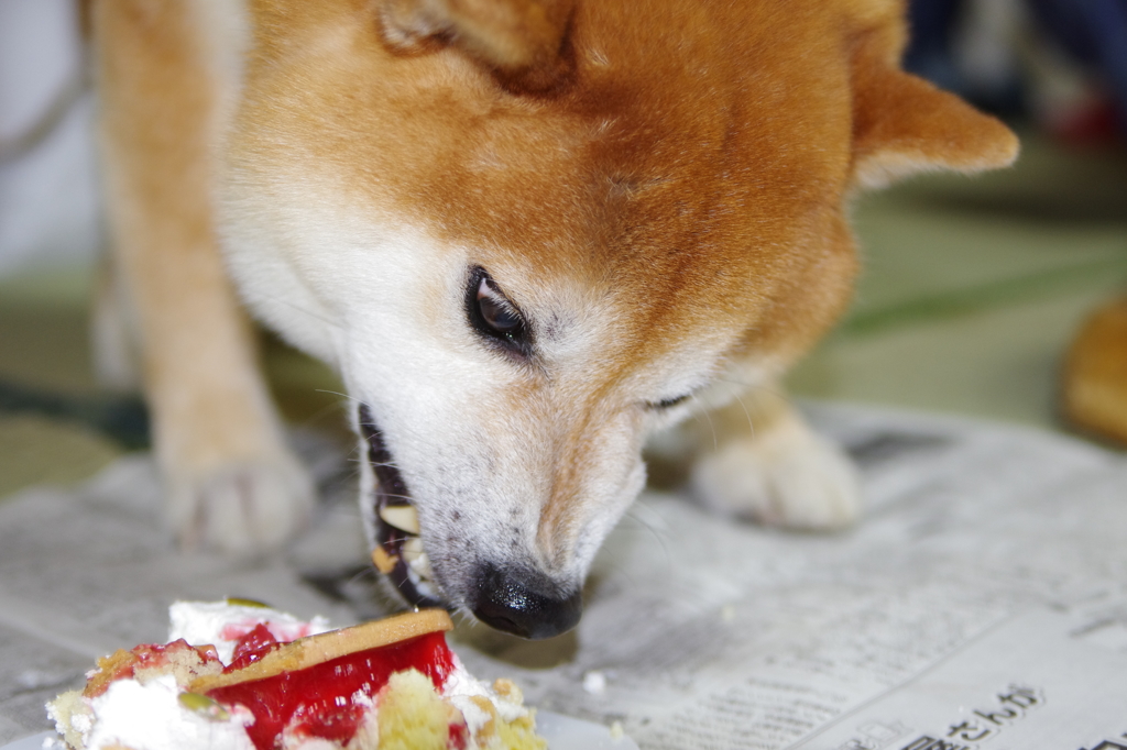 柴犬たいが君９歳誕生日会　１１