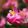 花３