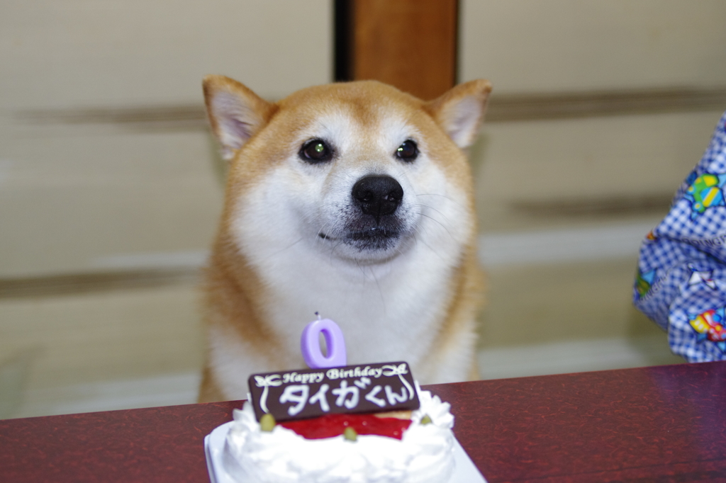 柴犬たいが君９歳誕生日会　４