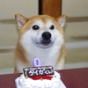 柴犬たいが君９歳誕生日会　４