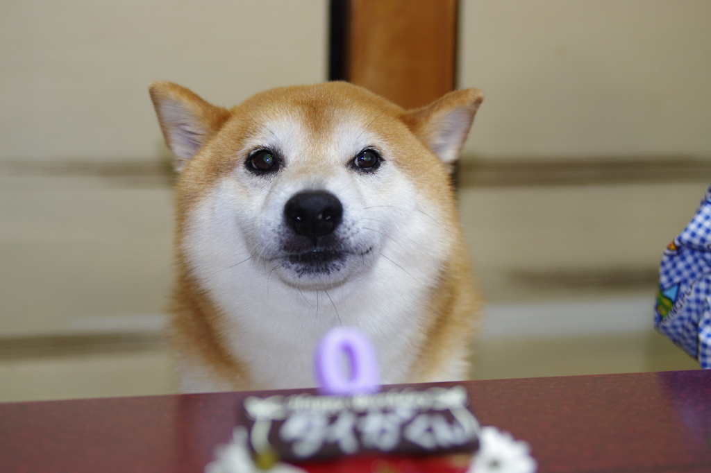 柴犬たいが君９歳誕生日会　２