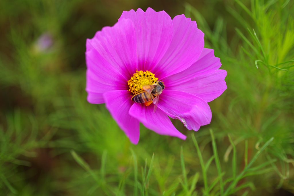 コスモスと蜜蜂