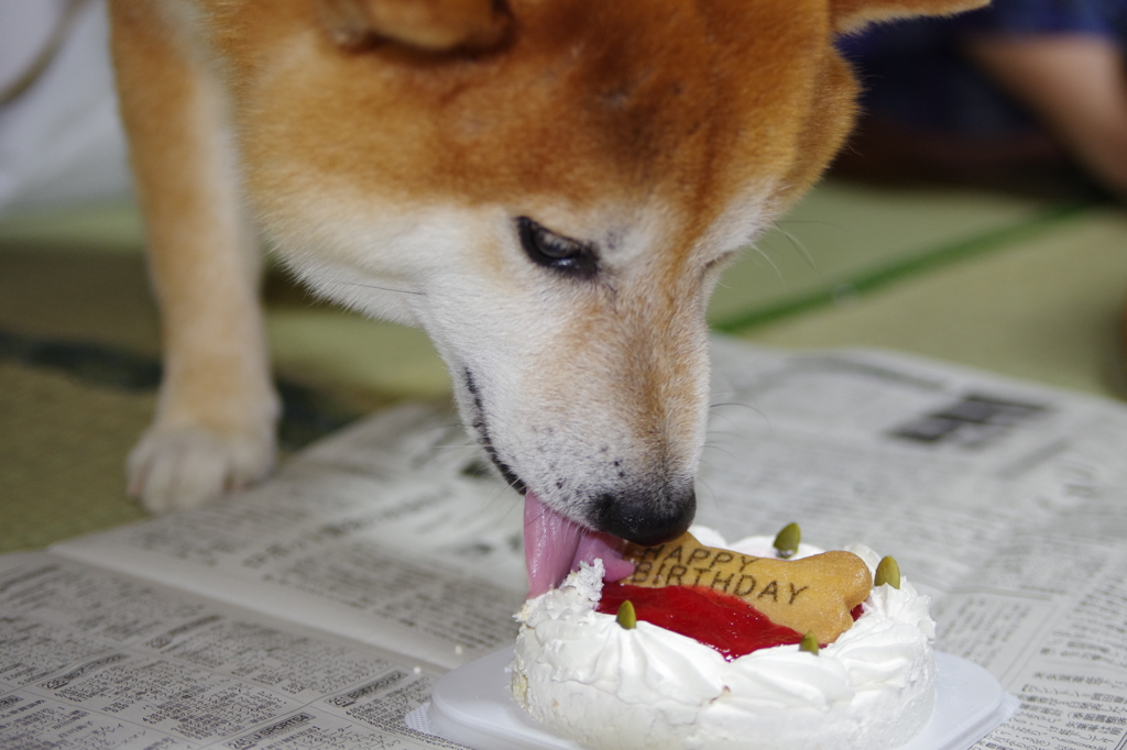 柴犬たいが君９歳誕生日会　６