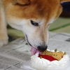 柴犬たいが君９歳誕生日会　６