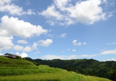 畑の棚田