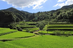 緑の里山