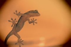 Gekko thinking