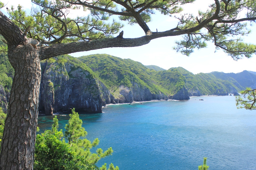 クロマツと日本海