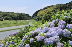 里山に紫陽花は咲きて