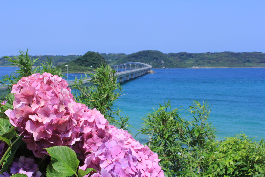 コバルトブルーに恋した紫陽花