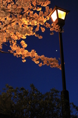 夜桜の演出家