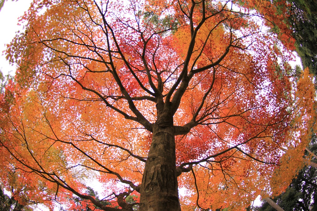 紅葉カレイドスコープ