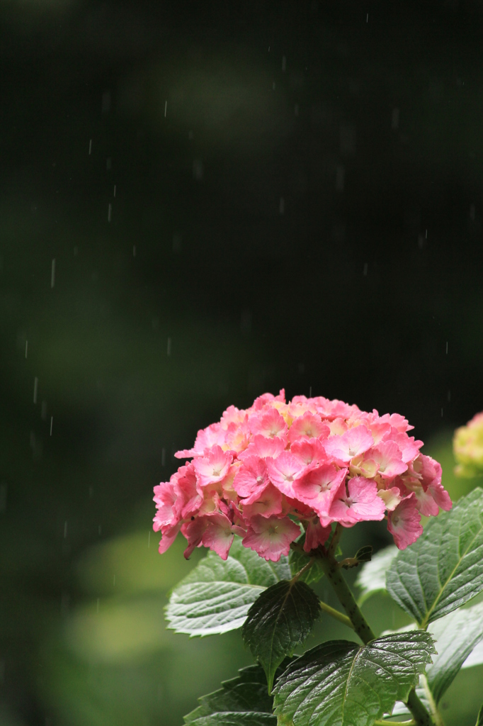 雨空を見上げて