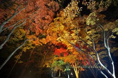 函館見晴らし公園(香雪園)の夜紅葉1