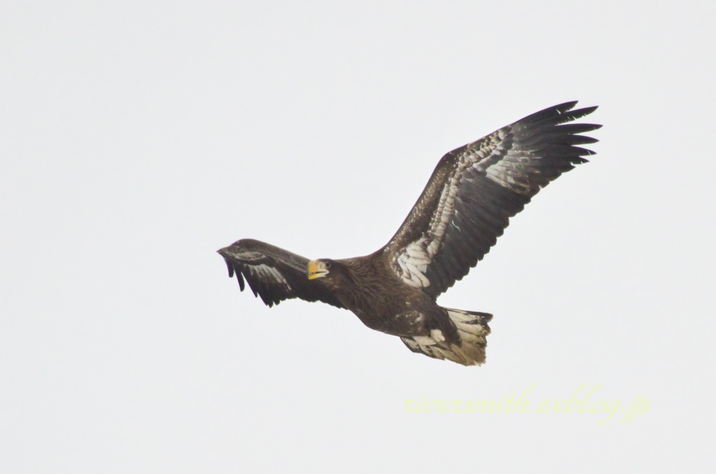 オオワシ幼鳥 2 By Kuro D700 Id 写真共有サイト Photohito