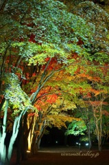 函館見晴らし公園(香雪園)の夜紅葉10