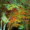 函館見晴らし公園(香雪園)の夜紅葉10