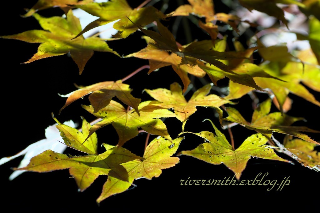 函館見晴らし公園(香雪園)の夜紅葉5