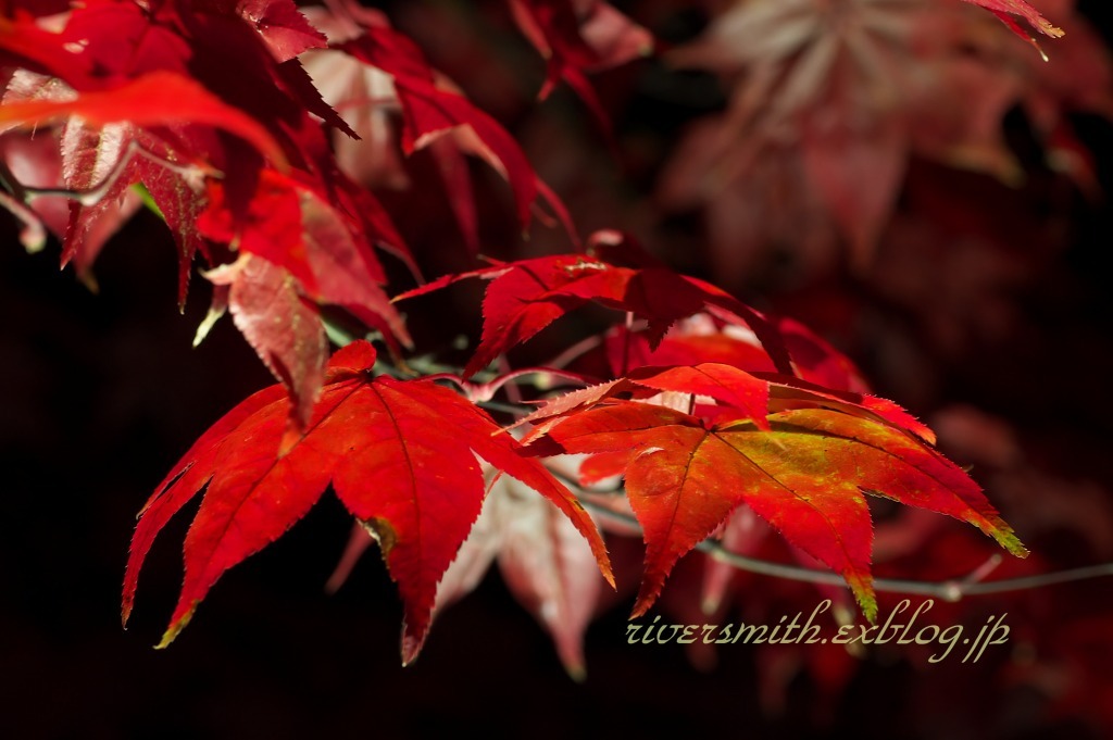 函館見晴らし公園(香雪園)の夜紅葉8