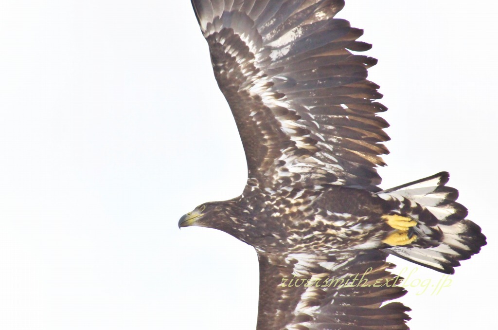 オオワシ幼鳥 5 By Kuro D700 Id 写真共有サイト Photohito