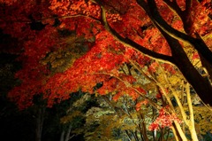 函館見晴らし公園(香雪園)の夜紅葉3