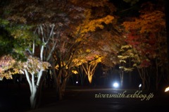 函館見晴らし公園(香雪園)の夜紅葉9