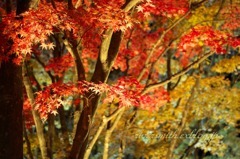 函館見晴らし公園(香雪園)の夜紅葉4
