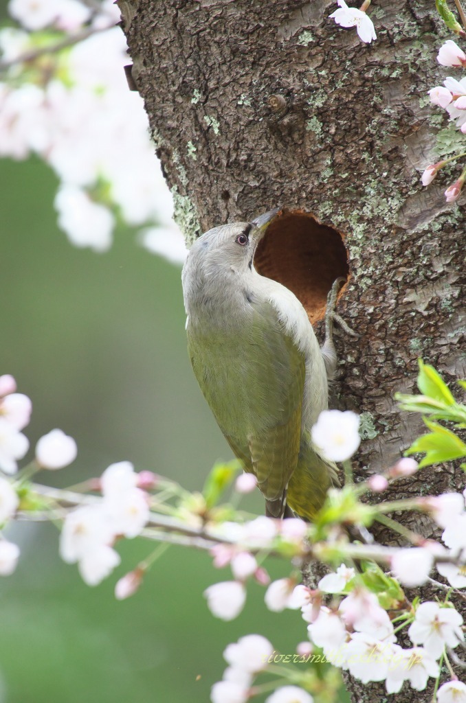 桜とヤマゲラ1