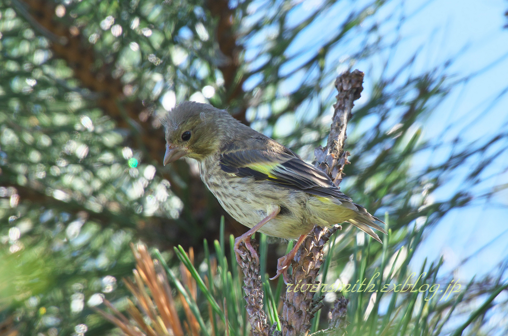 カワラヒワ幼鳥3