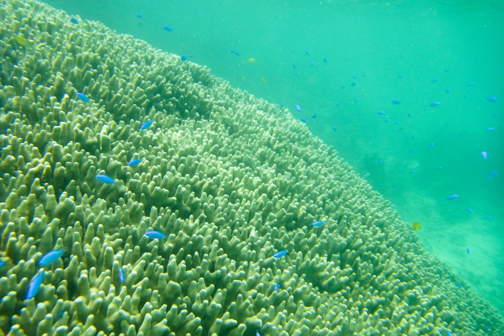 石垣島でシュノーケリング（海中）