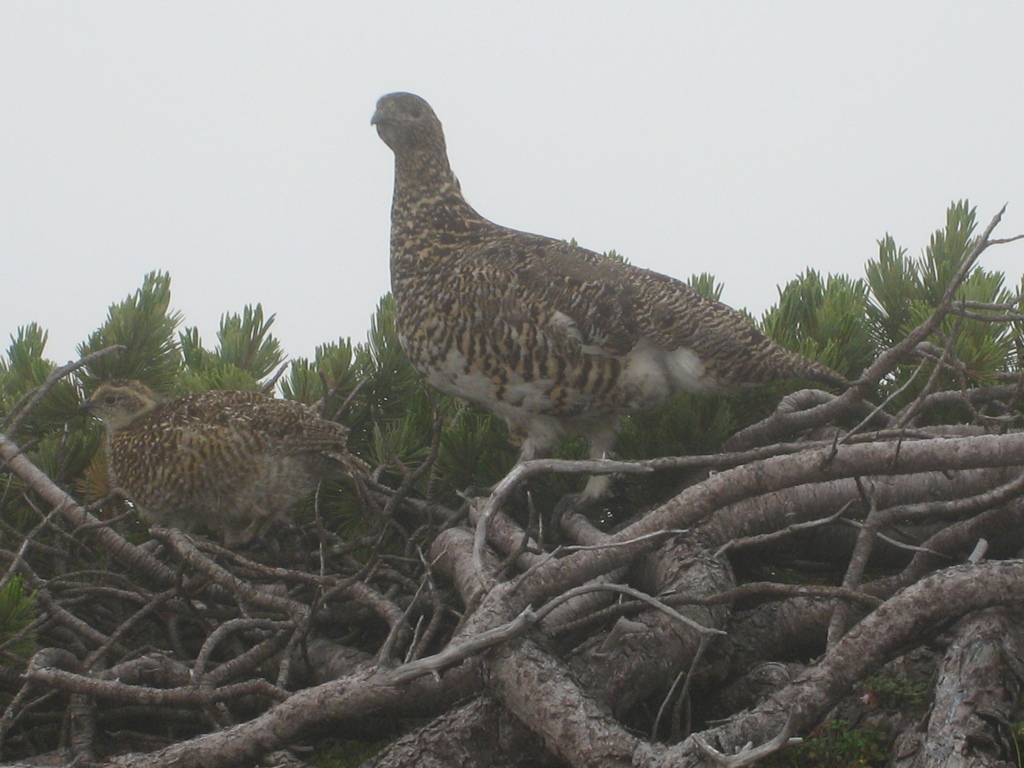 雷鳥親子