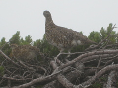 雷鳥親子