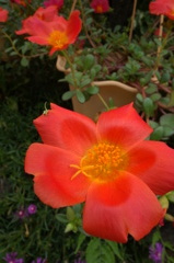 我が家の庭先の花　１