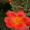 我が家の庭先の花　１
