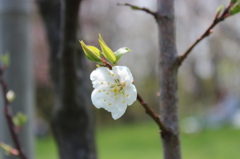 ひとりぼっちの桜