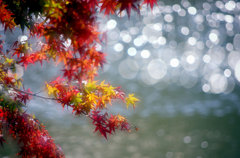 dream