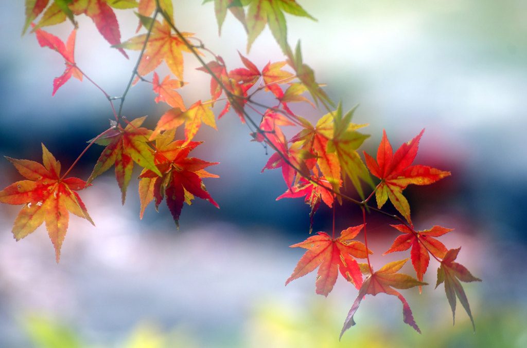 2013 紅葉 2