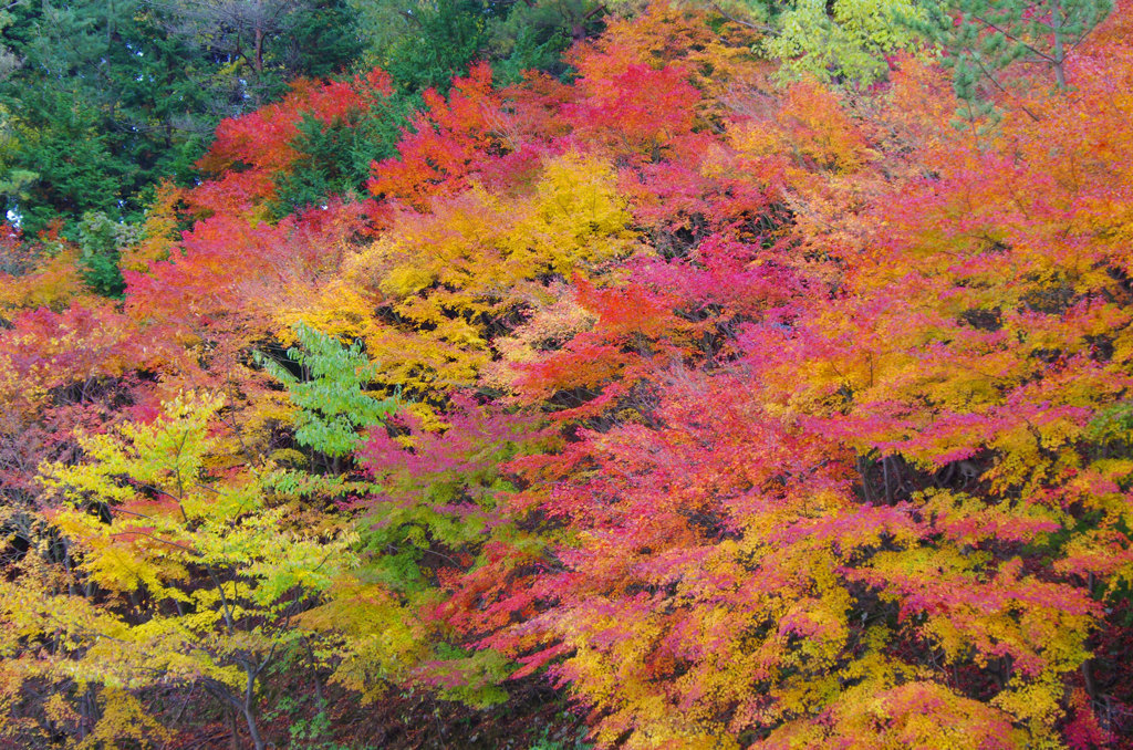 2013 紅葉 8
