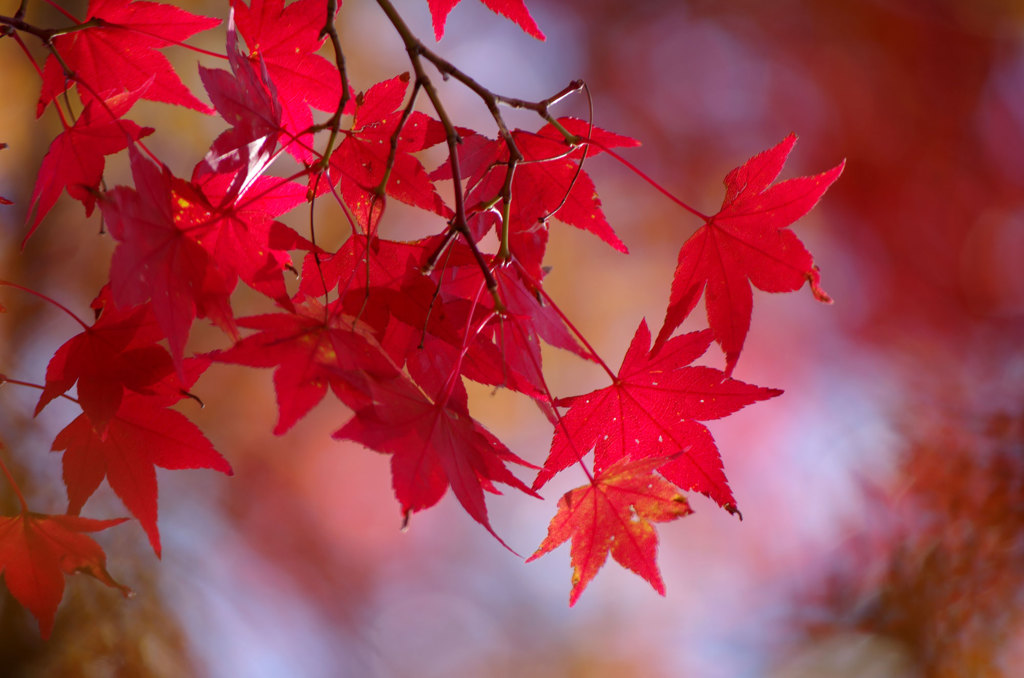 2013 紅葉 5